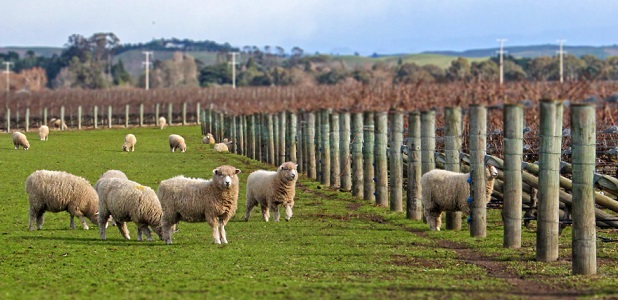 Sheep in Hawkes Bay vineyard